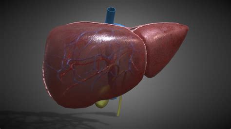 3d Human Liver Anatomy Buy Royalty Free 3d Model By 3d4sci A20686a