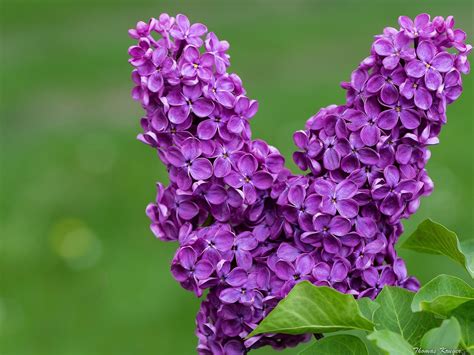 Lilas Flores Imagui