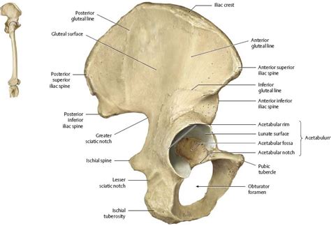 Anterior Pelvic Bone Anatomy