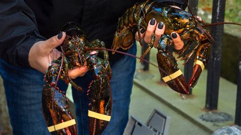 Halifax Restaurants Take Commercial Lobster Off Menu To Show Solidarity
