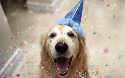 Happy Dog On Birthday Wallpapers And Images Wallpapers Pictures Photos