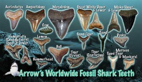 FindingRocks Large 2 281 Mako Shark Tooth Fossil From South