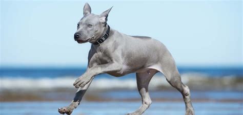 Grey Dog Breeds 20 Gorgeous Dogs With Grey Coats