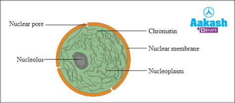 Nucleolus Definition Structure Function And Nucleus Aesl