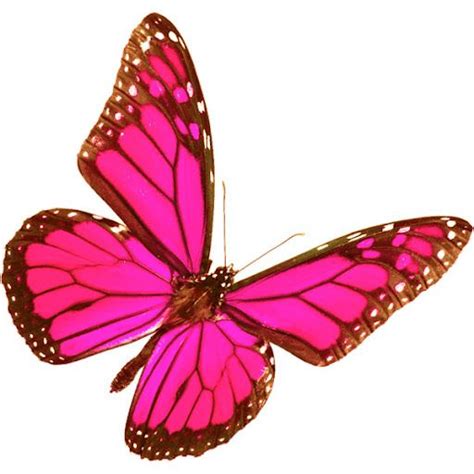 Hot Pink Butterfly Butterfly Effect Butterfly Kisses Pink Butterfly