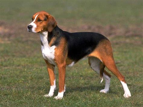 Beagle In History Of Foxhound ~ Bullcatdog