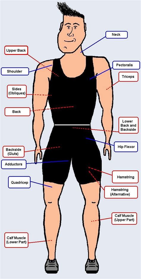 Human Muscles Diagram For Kids