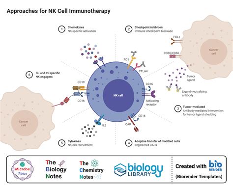 Natural Killer Nk Cells Definition Structure Immunity Functions