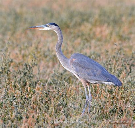 3 Types Of Herons Found In Montana Nature Blog Network