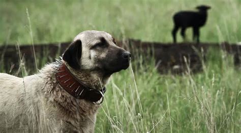 Video Guardian Dogs — High Country News