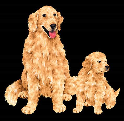 Golden Retriever Clip Art Vector Images And Illustrations Istock