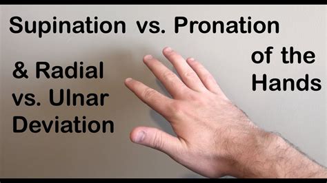 Supination Vs Pronation Radial Vs Ulnar Deviation Of The Hand Youtube