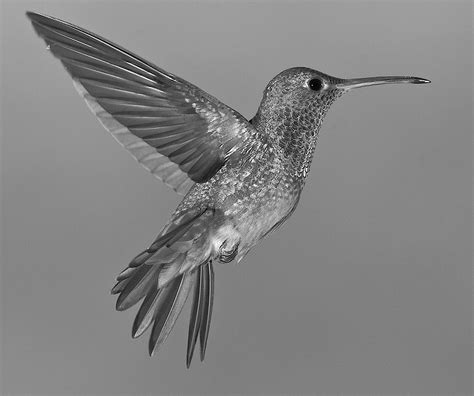 My Favorite Black And White Hummingbird In Flight Love The Details Of