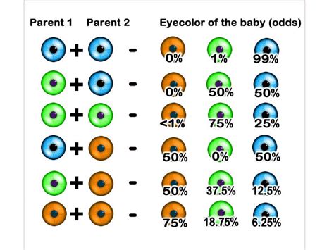 How To Choose Your Babys Eye Color Eye Color Chart Eye Color Color