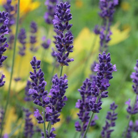 Lavandula Angustifolia