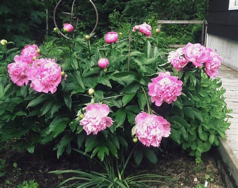 Heres How To Select Plant And Care For Peonies Chatelaine