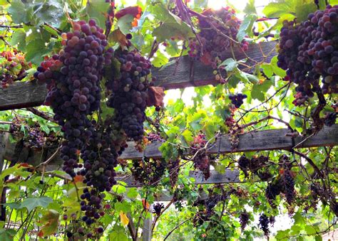 Best Vines For Pergolas And Arbors