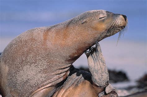 australian sea lion female neophoca photograph by nhpa pixels