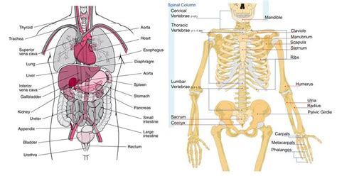 Heart, brain, kidneys, liver, and lungs. 6 Organs In Torso Diagram - Torso Digestive Superficial ...