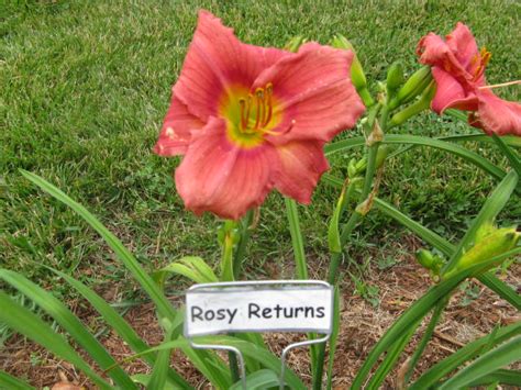 Rosewood Farm Daylilies And Whippets Rosy Returns