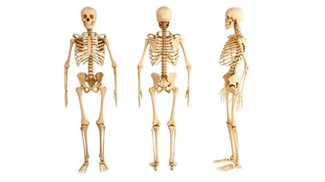 Huesos Largos ¿qué Son Anatomía Función Características Y Más