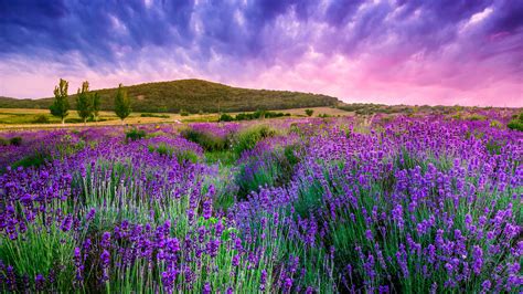 Beautiful Lavender Field 1920×1080 Hd Wallpapers