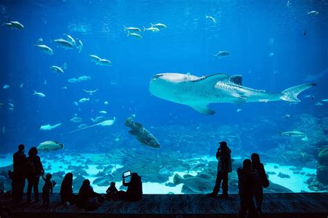 Underwater Paradise In Georgia Aquarium Ocean Voyager Tank Home To