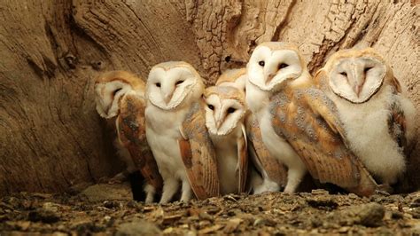 Seven Barn Owl Chicks In The Nest Discover Wildlife Robert E Fuller