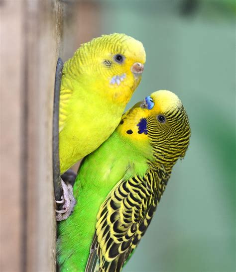 Male Green Parakeet