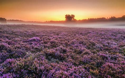 Blooming Heather Field At Sunrise With Fog Photograph By Jenco Van Zalk