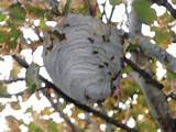 What Is In A Wasp Nest Photos