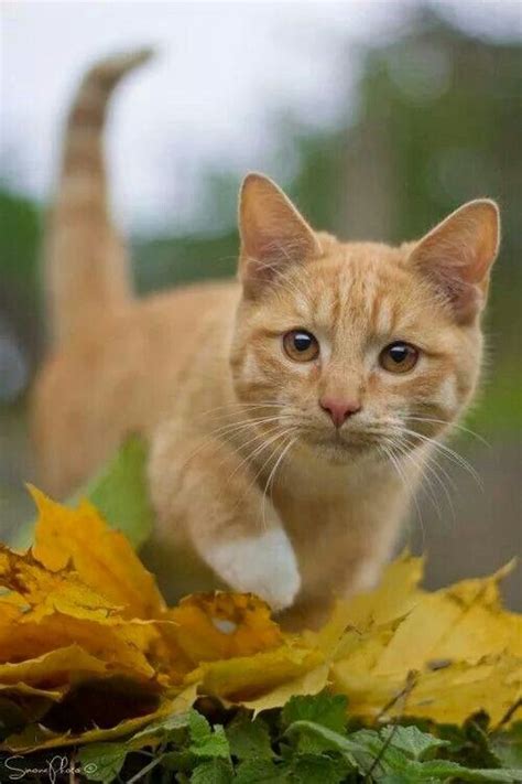 464 Best Images About Barn Cats Rock On Pinterest