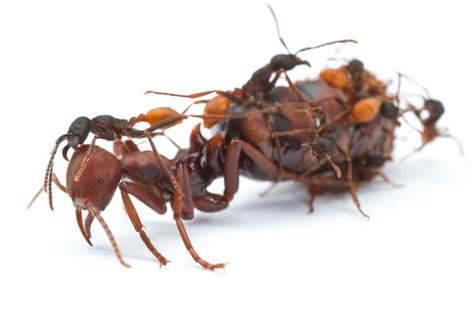 Worker Ants You Could Have Been Queens The New York Times