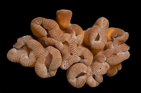 Boulder Brain Coral Brain Coral Coral Coral Bleaching