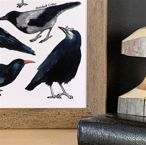 Corvids Of Britain Wildlife Watercolour Print By Alexia Claire