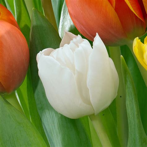 Tulip Monte Snow Mirror Garden Offers