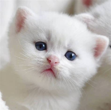 Lista Foto Gato Blanco Con Los Ojos Azules Cena Hermosa