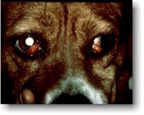 Cherry eye is caused by the rupture of the ligaments that keep the third eyelid in treating cherry eye in dogs happens with a surgical procedure. Dog Cherry Eye