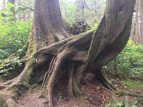 Is It Just Me Or Did I Stumble On Two Trees Having The Hottest Sex Of 2018 R Hiking