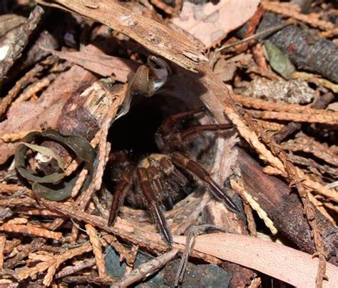 Australian Spiders The 10 Most Dangerous