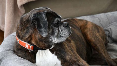 Why not walmart you might ask? 5 Best Dog Foods For Boxers To Stay Healthy In 2020 - CyberPet