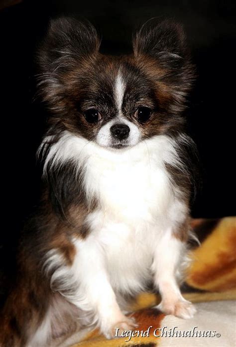 The trouble with this debate is the lack of literature on merle chihuahuas. Cùng Ngắm Vẻ Đẹp Của Chó Chihuahua