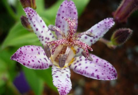 Toad Lily Info Planting Care And Tips Live