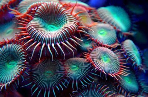 A Virtual Garden Of Sea Anemones Coral Reef Art Sea Anemone Coral