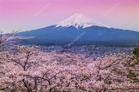 Mountain Fuji In Spring Cherry Blossom Sakura ⬇ Stock Photo Image By