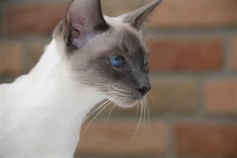 Siamese Cats All About This Amazing Cat Breed Cathour Cat Breeds