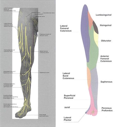 Nerve Distribution Leg