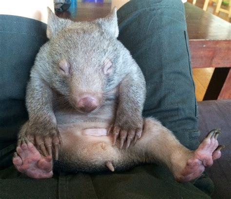 Kenny Like Many Wombats Often Sleeps On His Back With His Legs In The