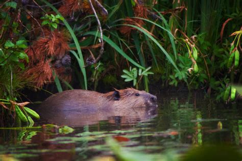 120 Beaver Sleeping Stock Photos Pictures And Royalty Free Images Istock
