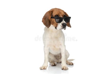 Beagle Wearing Sunglasses Stock Photos Free And Royalty Free Stock